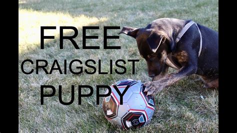 craigslist central michigan pets|craigslist list free puppies michigan.